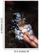 Harlequin Shrimp Eating Arm Wall Decal