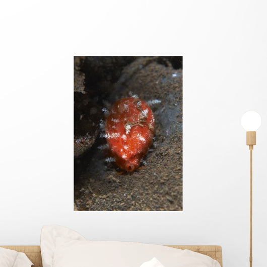 Tiny Red Yellow and Wall Decal