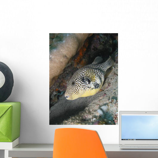 Map Pufferfish Arothron Mappa Wall Decal