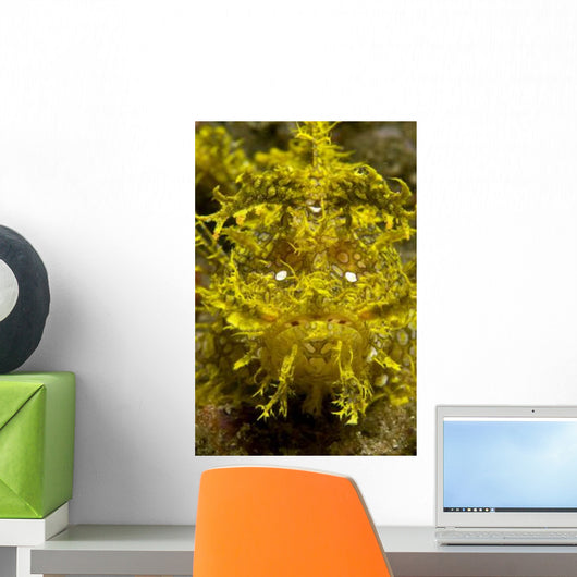 Head-on Portrait Yellow Scorpionfish Wall Decal