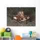 Coconut Octopus Carrying Clam Wall Decal
