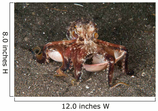 Coconut Octopus Carrying Clam Wall Decal