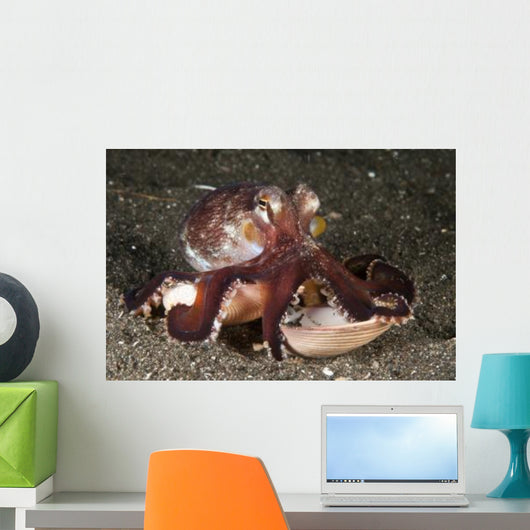 Coconut Octopus Carrying Clam Wall Decal