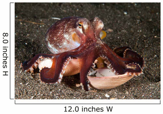 Coconut Octopus Carrying Clam Wall Decal