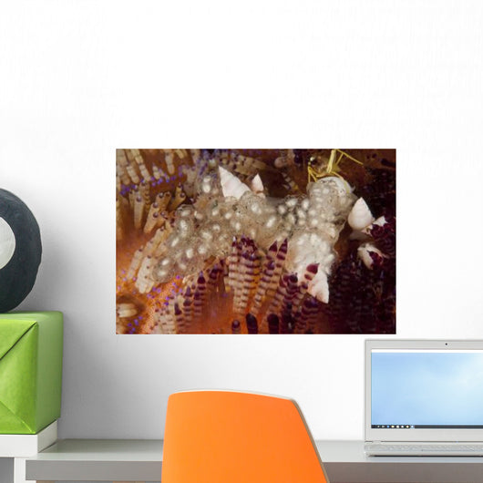 Sea Snails Laying Eggs Wall Decal