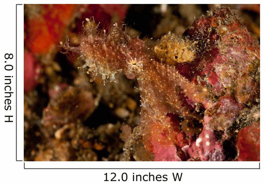 Hairy Octopus Hovering over Wall Decal