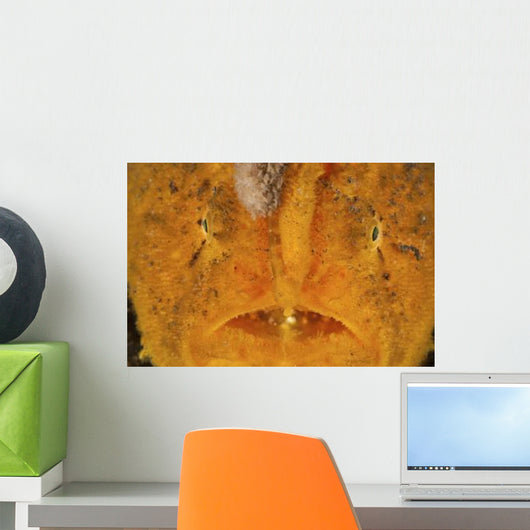 Extreme Close-up Orange Frogfish Wall Decal