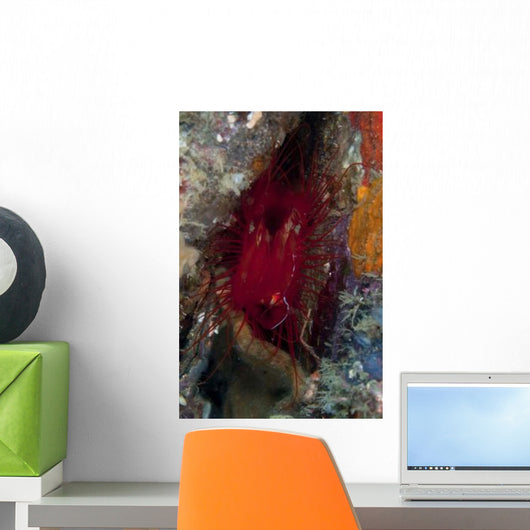 Electric Clam Lembeh Strait Wall Decal