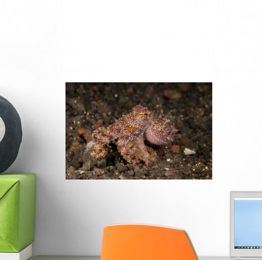Ocellate Octopus with Two Wall Decal Design 3