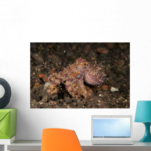 Ocellate Octopus with Two Wall Decal Design 3