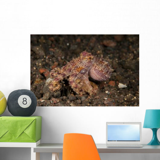 Ocellate Octopus with Two Wall Decal Design 3