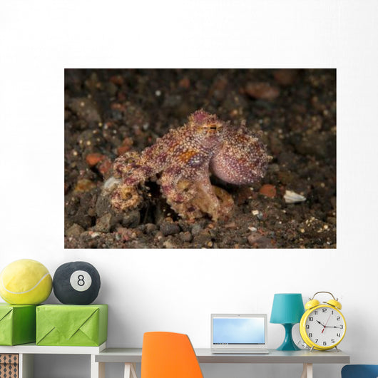 Ocellate Octopus with Two Wall Decal Design 3