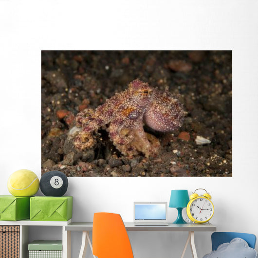 Ocellate Octopus with Two Wall Decal Design 3