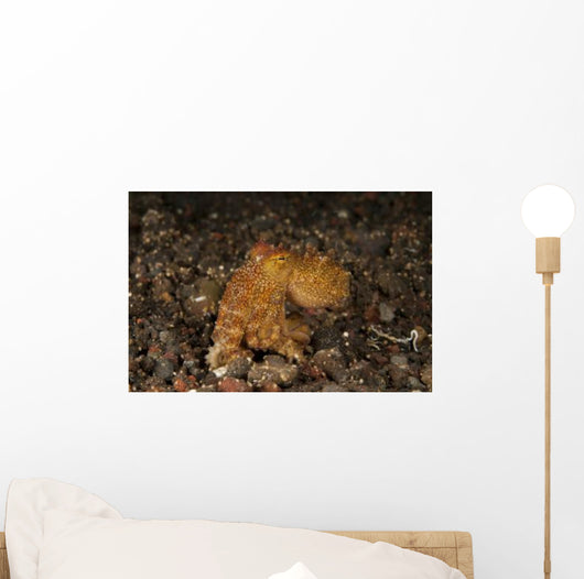 Ocellate Octopus with Two Wall Decal Design 2