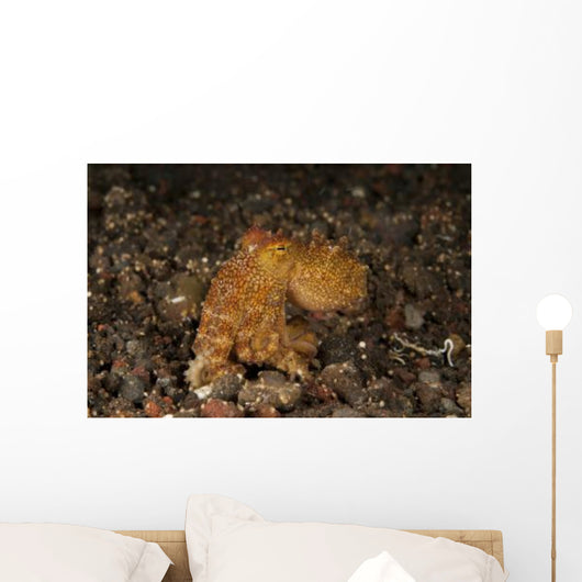 Ocellate Octopus with Two Wall Decal Design 2