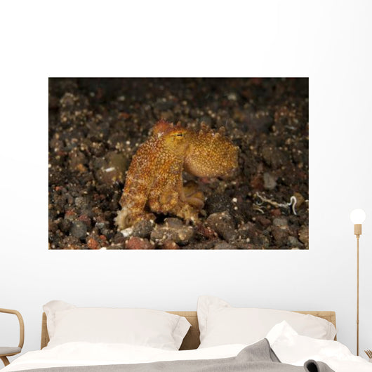 Ocellate Octopus with Two Wall Decal Design 2