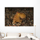 Ocellate Octopus with Two Wall Decal Design 2