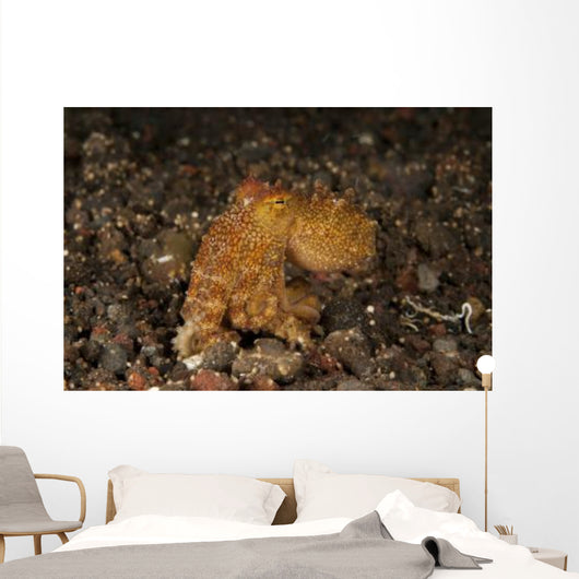 Ocellate Octopus with Two Wall Decal Design 2