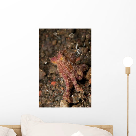 Ocellate Octopus with Two Wall Decal Design 1