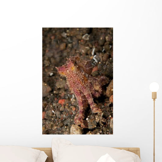 Ocellate Octopus with Two Wall Decal Design 1