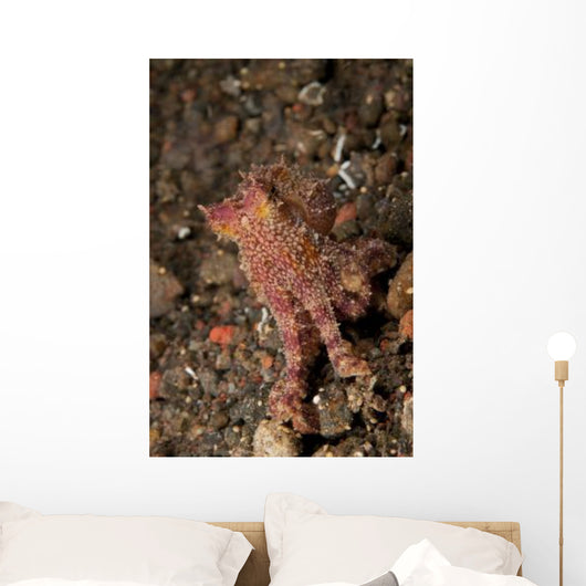 Ocellate Octopus with Two Wall Decal Design 1