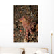 Ocellate Octopus with Two Wall Decal Design 1