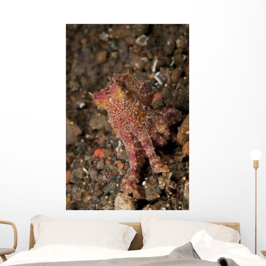 Ocellate Octopus with Two Wall Decal Design 1