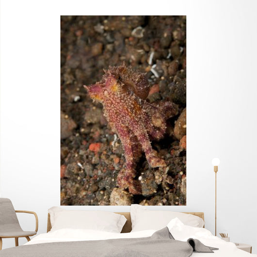 Ocellate Octopus with Two Wall Decal Design 1