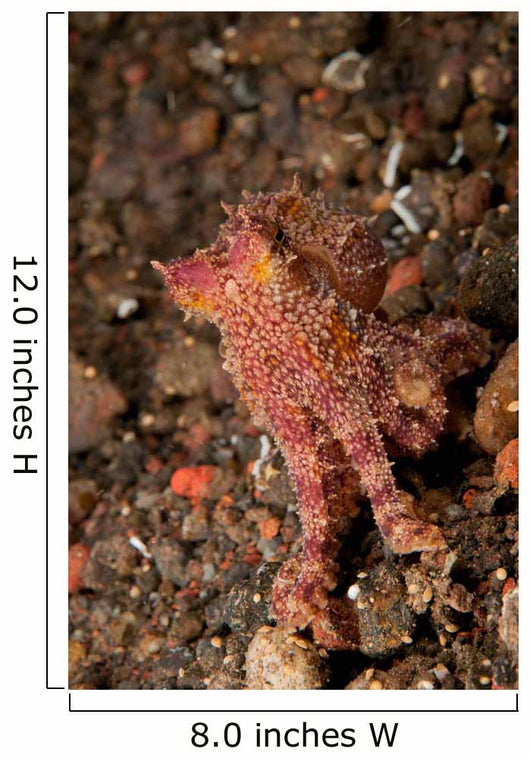 Ocellate Octopus with Two Wall Decal Design 1