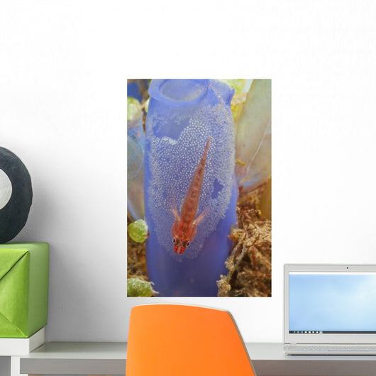 Red Goby with Clutch Wall Decal