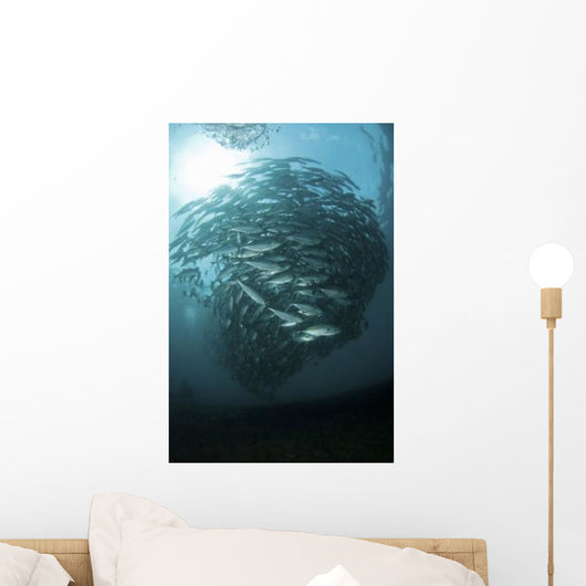 Circular School Trevally with Wall Decal Design 8