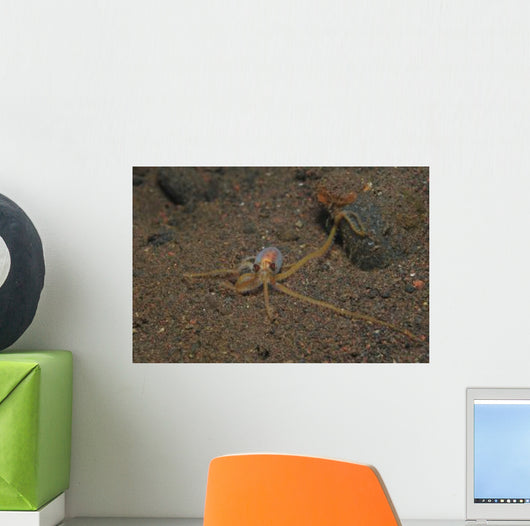 Juvenile Mimic Octopus Bali Wall Decal