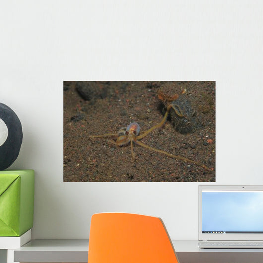 Juvenile Mimic Octopus Bali Wall Decal