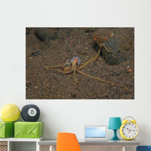 Juvenile Mimic Octopus Bali Wall Decal