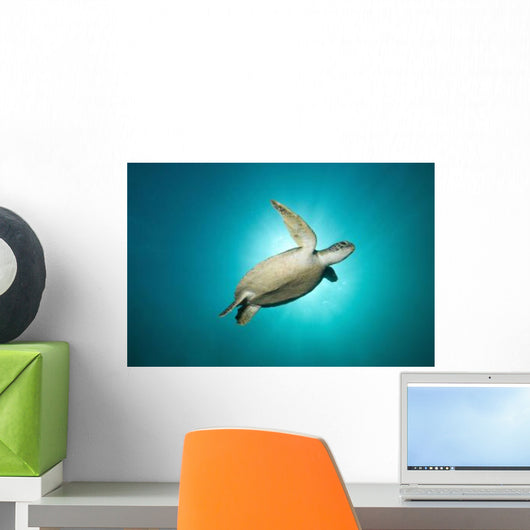 Green Turtle Swimming with Wall Decal