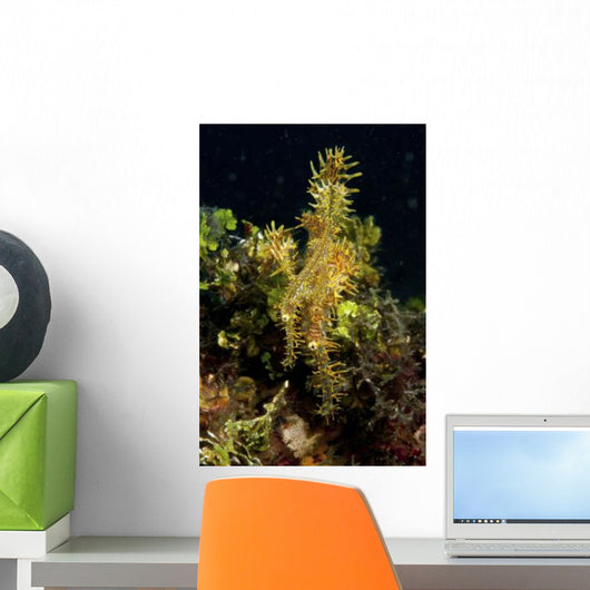 Harlequin Ghost Pipefish Lembeh Wall Decal