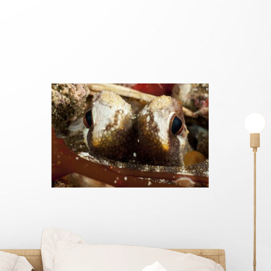 Eyes Coconut Octopus North Wall Decal