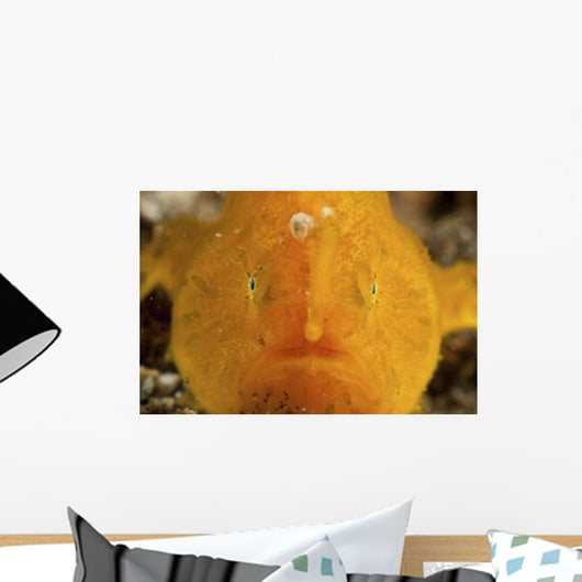 Orange Warty Frogfish North Wall Decal