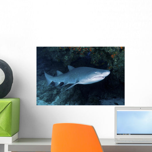 Ragged-tooth Shark under Colorful Wall Decal