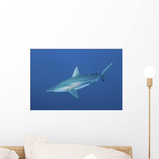 Oceanic Blacktip Shark South Left Side Wall Decal