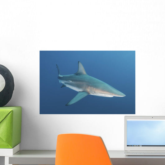 Oceanic Blacktip Shark South Wall Decal