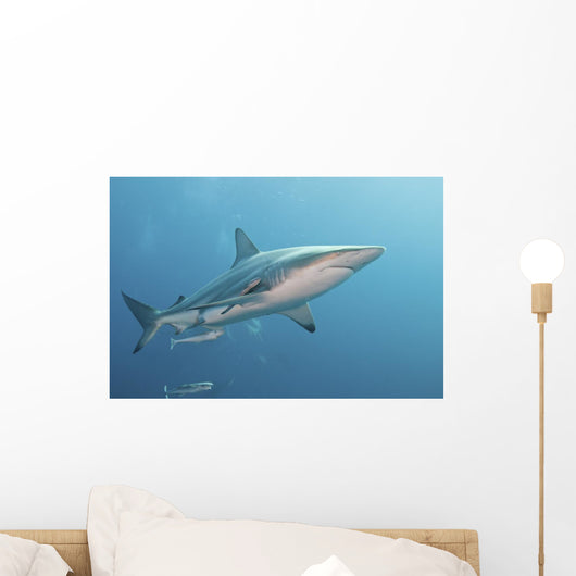 Oceanic Blacktip Shark Right Profile Wall Decal
