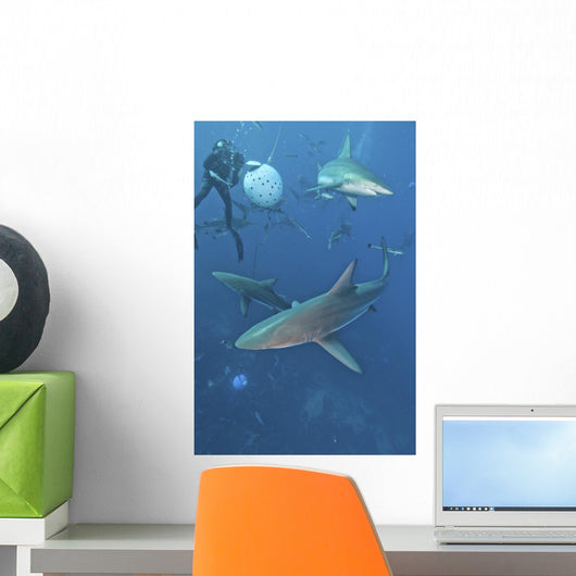 Oceanic Blacktip Sharks Waiting Vertical Wall Decal