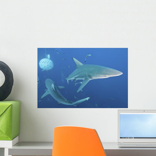 Oceanic Blacktip Sharks Fighting Close-up Wall Decal
