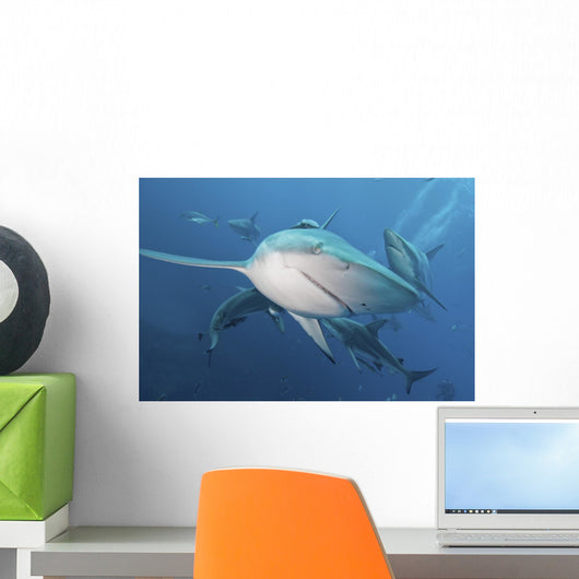 Several Oceanic Blacktip Sharks Wall Decal