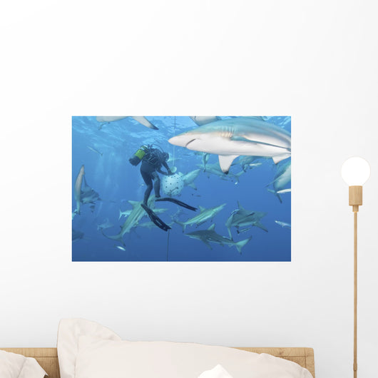 Oceanic Blacktip Sharks Waiting Horizontal Wall Decal