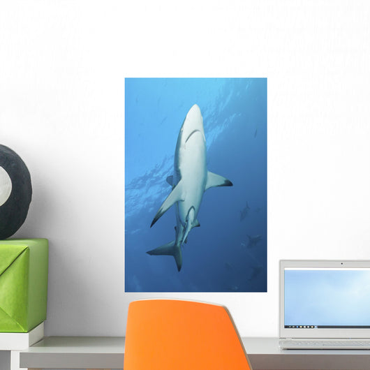 Oceanic Blacktip Shark Near Surface Wall Decal