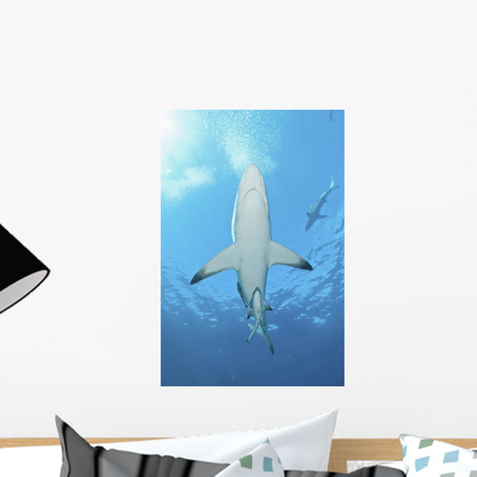 Oceanic Blacktip Shark Underneath Wall Decal
