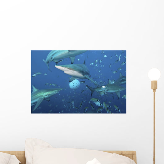 Oceanic Blacktip Sharks Fighting Wall Decal