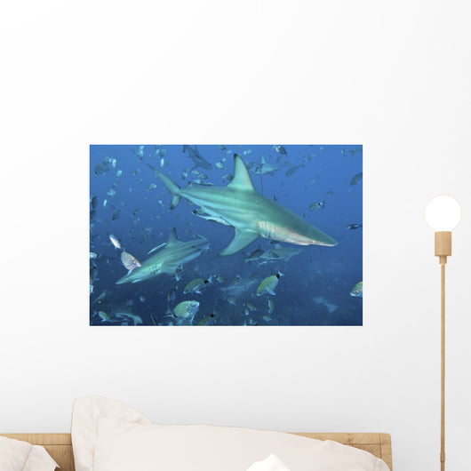 Oceanic Blacktip Sharks Cloud Wall Decal